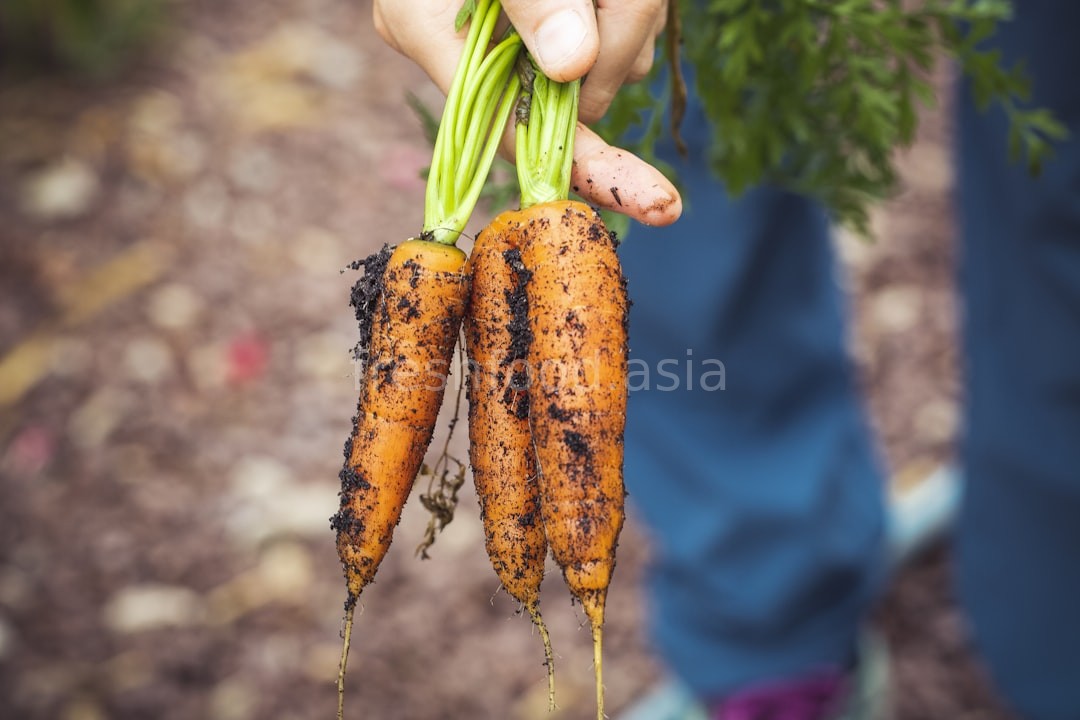 Farm Delivery